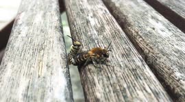 Randy Insects!! One happy boy, one bored girl! Sensual Wasp time