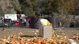 Thousands gather to watch giant pumpkins drop from 175ft crane