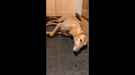 Terrified greyhound has meltdown thanks to scary fireworks