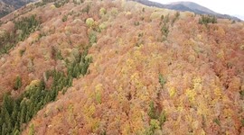 Autumn from drone