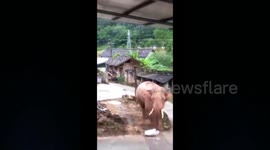 Thieving wild elephant steals rice from house in Chinese village