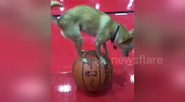 Adorable dog performs cute balancing act on basketballs