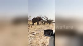 Newsflare Edit - When an Angry Elephant Attack Tourists in a Car