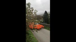 Halloween Sheep Herd