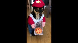 This dog is a pizza delivery guy for Halloween