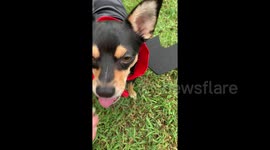 Cute Miniature Pinscher dog rocks vampire Halloween costume
