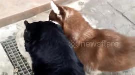 German shepherd and Syberian Husky