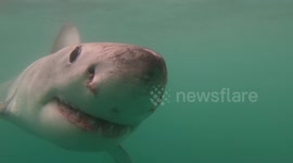 Shark Becomes Fascinated In GoPro