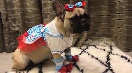 Dog not amused by Halloween costume
