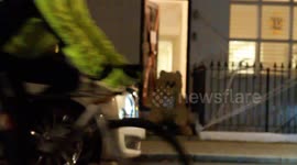 Friendly bear waves to passersby on Halloween