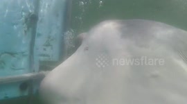 Massive Great White Shark Bites Cage! Hear The Crew Shouting In The Background