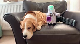 When Halloween fatigue sets in...