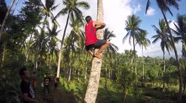 Filipino climbs a plam tree to get coconuts