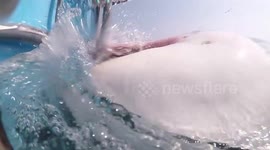 Massive great white shark bites cage in South Africa's Mossel Bay