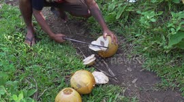 drinking from coconuts