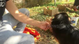 Doggy Handshaking