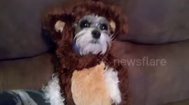 This is the cutest Ewok you've ever seen