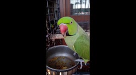 Italian parrot says
