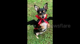 Cute Miniature Pinscher dog rocks vampire Halloween costume