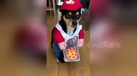 This dog is a pizza delivery guy for Halloween