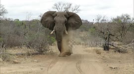 Big bull elephant shows safari vehicle he's the boss of the road