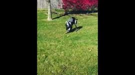 Kovu the Cane Corso is ready for Halloween!!