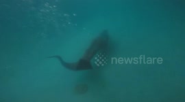 A girl has set up her own business as a mermaid