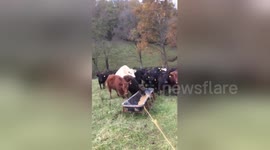 Kentucky farmer has ingenious way to round up his cows