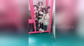 Literal dogpile as husky puppies pile on a white cat