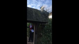 “Dad, our pumpkin is rubbish” (efforts obliterated by the neighbours again)