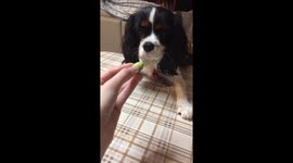Who said veggies aren’t tasty?