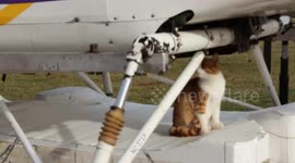 Cat aviator