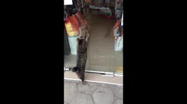 Cat trying to break into pet store