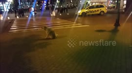 Dog Whirling