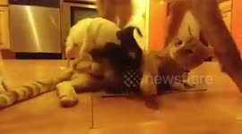 Most tolerant cat ever lol