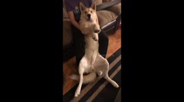 My dysfunctional dog