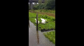 Storm Callum