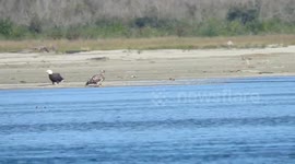 Bald eagles - Harrison