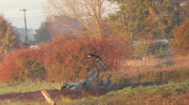 Northern harrier hunting the salt marsh