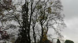 Coopers Hawk in autumn