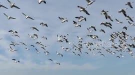 Bald eagle setting the snowgeese to flight