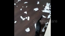 Kitten leaves house in complete mess after destroying two toilet paper rolls