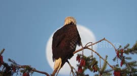 Eagle and the moon