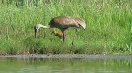 Sandhill crane family