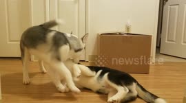 Puppy play fight!