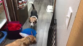 Beagle won’t walk around bucket