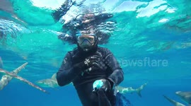 Snorkelling close up with hungry sharks (4k)