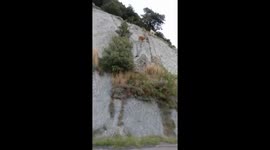 Cow near death!