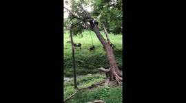 Goat nibbles vine