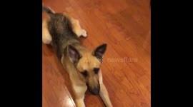 German Shepherd knows she isn’t allowed in the kitchen.